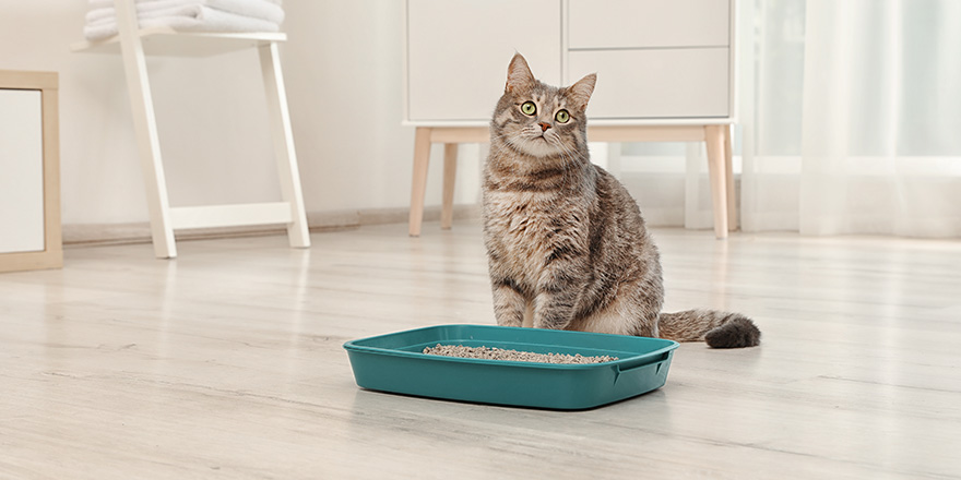 Adorable grey cat near litter box indoors. 