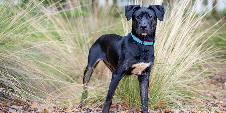 Adorable mixed black dog outside at a park posing in plants