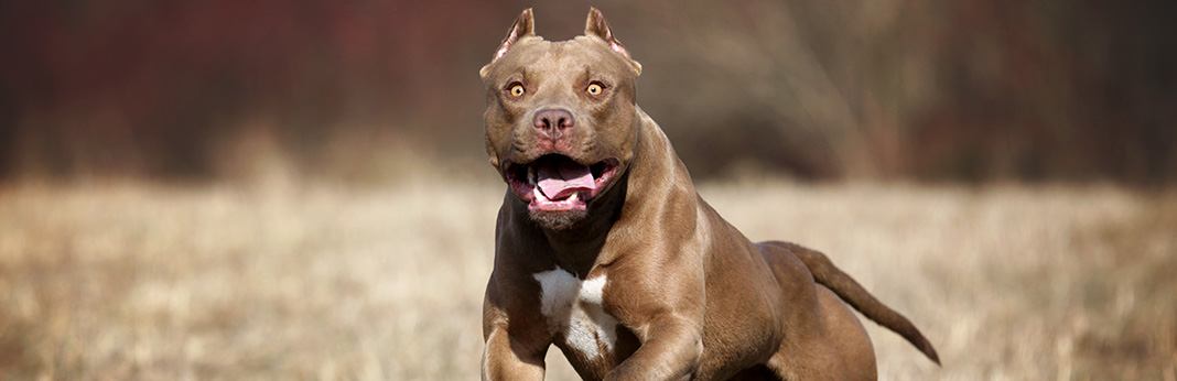 American Pit Bull Terrier: Breed Information, Characteristics, and Facts