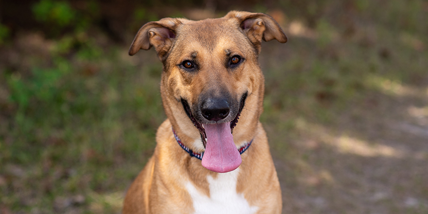 Anatolian German Shepherd mix on a beautiful sunny days in the forest, dog outdoors at a park