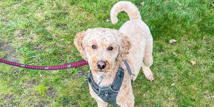 Australian Labradoodle is a mix between the Labrador Retriever, Poodle and Cocker Spaniel.