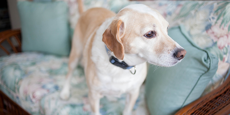 Beagle, Labrador mix