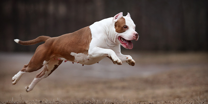 Beautiful dog American Pit Bull Terrier is running on the field