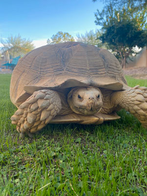 Bianca is named after the female protagonist in the 1977 Disney film, “The Rescuers.” (Courtesy of Michelle Fortin)