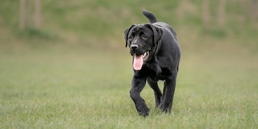 Black Labrottie Labrador cross rottwieler