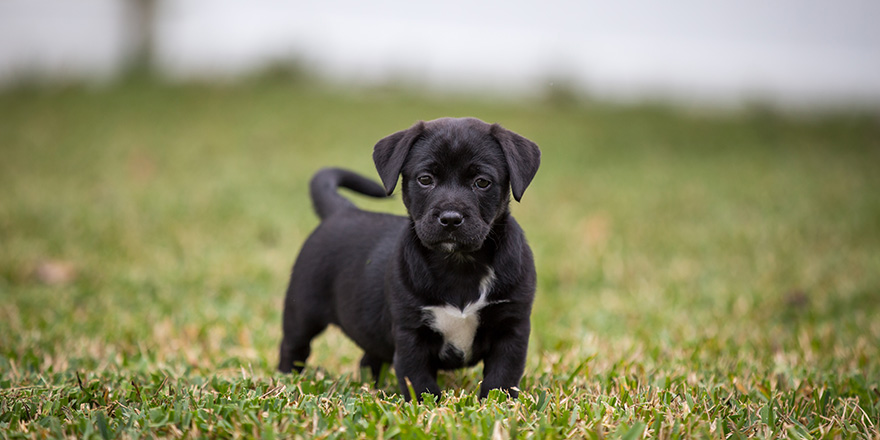 Black and white Labrador Retriever mixed breed puppy