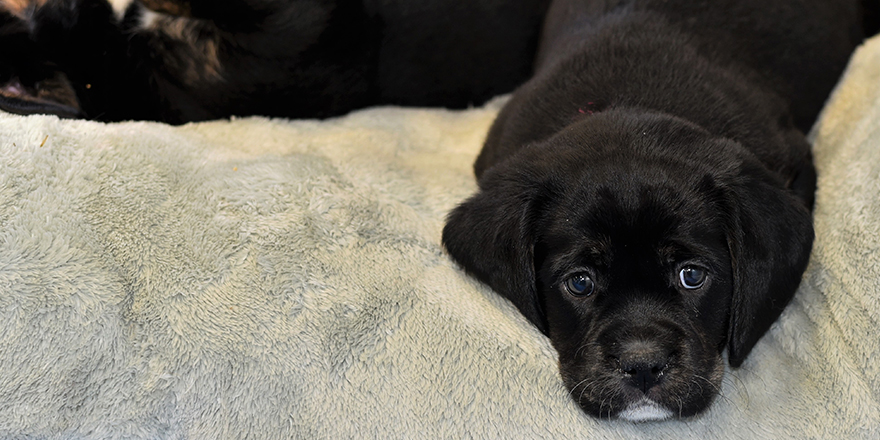 Black and white mixed breed Labrador Retriever King Charles Cavalier Spaniel puppies with blue eyes.