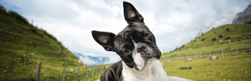 Boston Terrier: Breed Information, Characteristics, and Facts
