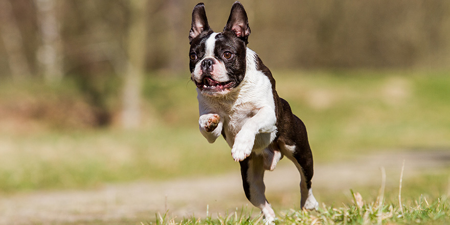 Boston terrier running on green grass