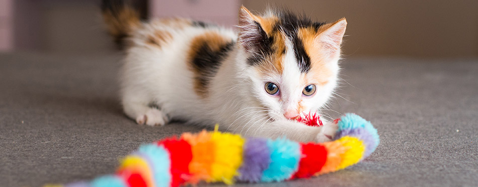 Calico Kitten with Toy