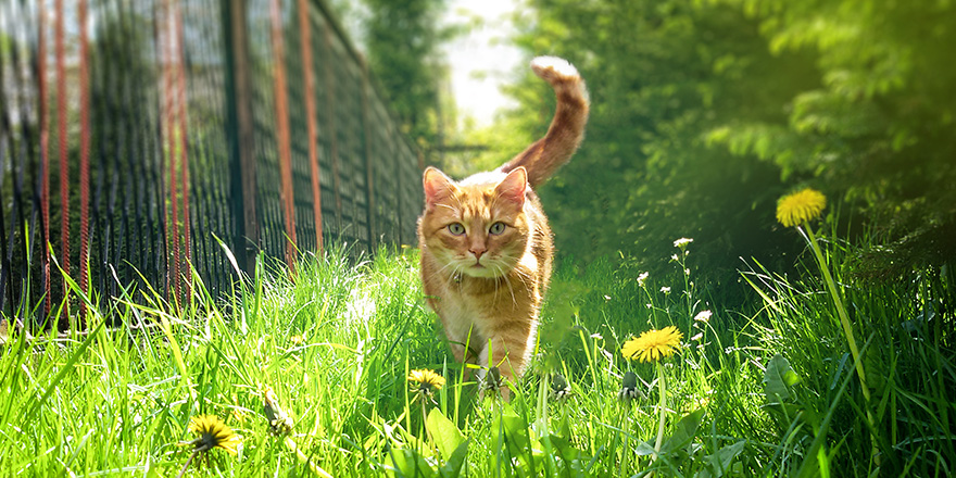 Cute Ginger Cat