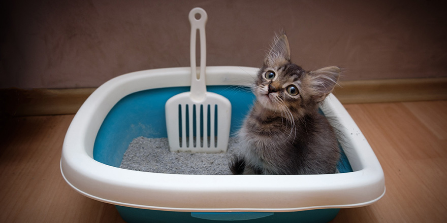 Cute gray kitten sitting in litter box