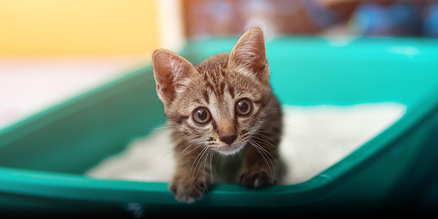 Cute little cat in the sandbox