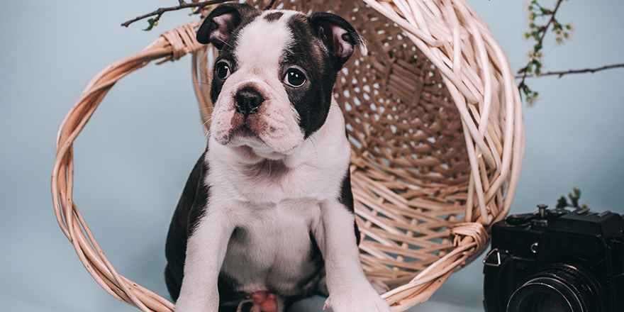 Cute puppy Boston Terrier on a blue background with a basket, spring branches and a retro camera