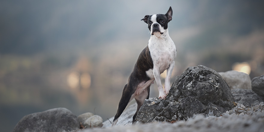 Dog is posing on a rock at the lake. Boston terrier obedient.