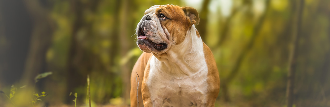 English Bulldog: Breed Information, Characteristics, and Facts