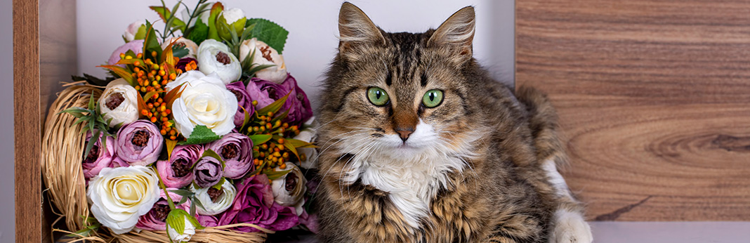 Everything You Need To Know About Tabby Cats