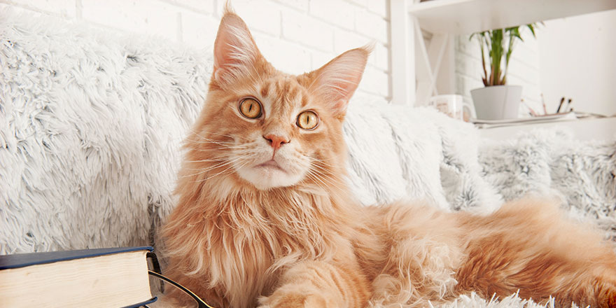 Ginger Maine Coon Cat on the white sofa