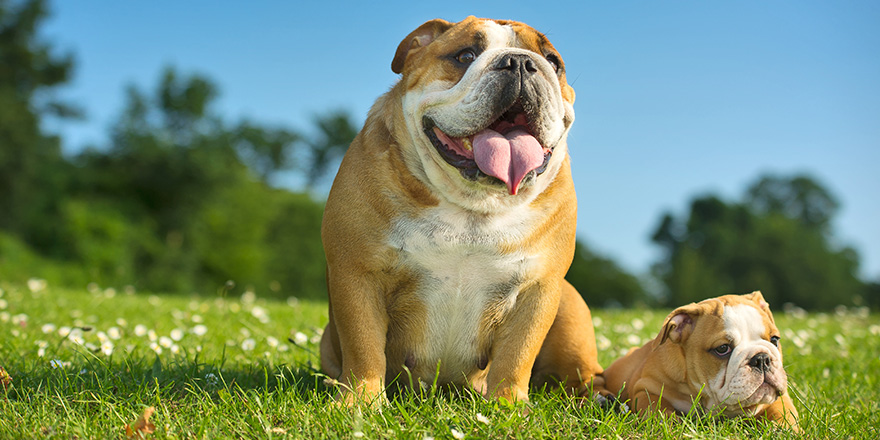 Happy cute english bulldog puppy with its mother dog outdoors