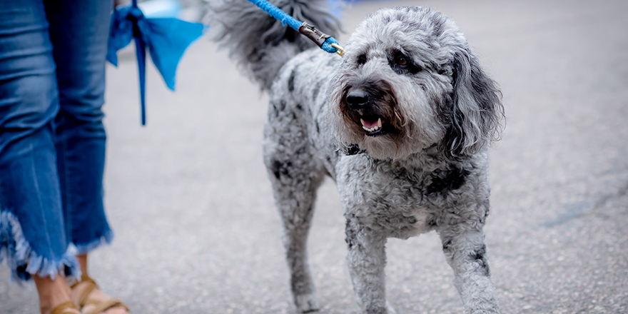 Labradoodle (Labrador retriever and poodle cross breed) walking on blue leash with woman wearing jeans and sandals