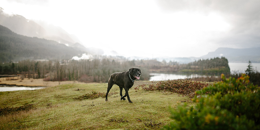 Labrador Retriever/Mastiff Mix on a Hike in the Pacific Northwest