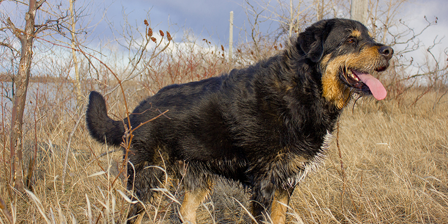 Labrador mix Bernese Mountain Dog in Nature