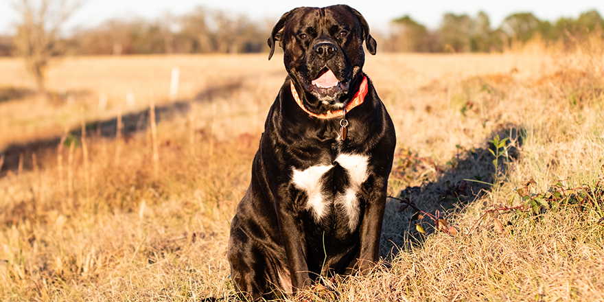 Large black and white mixed-breed adult dog sitting in a field of brown winter grass.