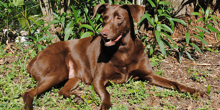 Large brown dog, Weimaraner and Labrador mix, three quarter profile with mouth open panting, sitting outside in green plants and grass.