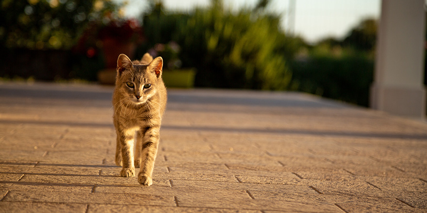 Lovely domestic cat from a summer house