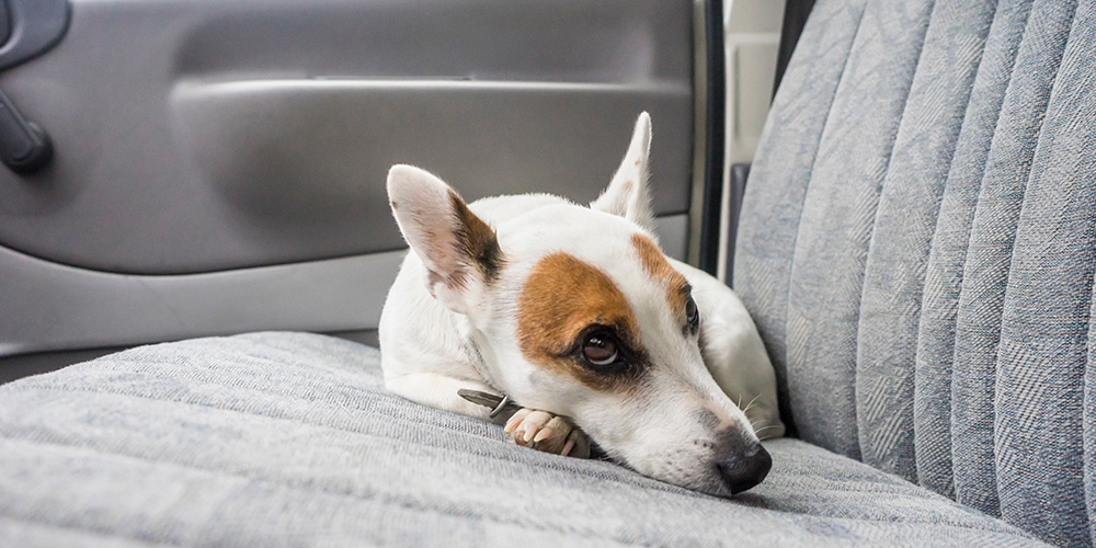 Memphis-Woman’s-Car-Stolen-With-Multiple-Dogs-Still-Inside