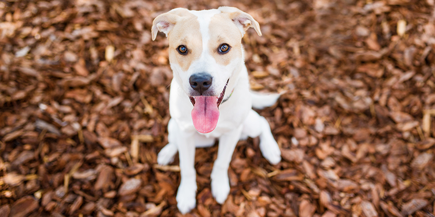 Pitbull Labrador mix