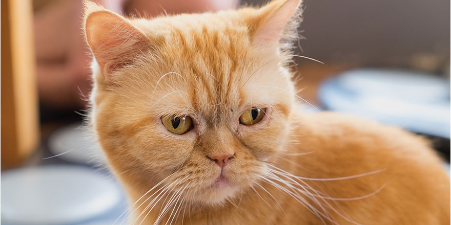 Portrait of a red British shorthair cat