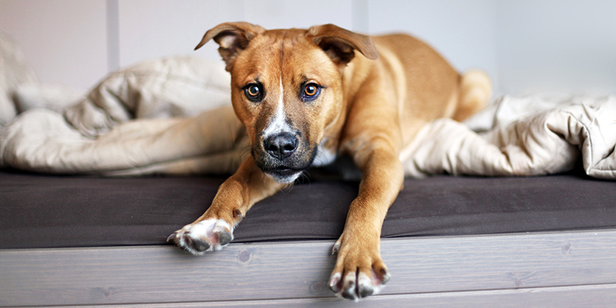 Puppy Dog Portrait Silly Playful Pup on Bed Shepherd Mixed Breed