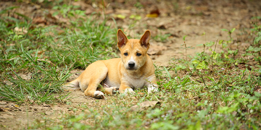 Thai's dog character