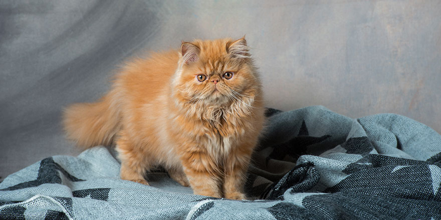 The Young Persian red cat on the blue blanket.