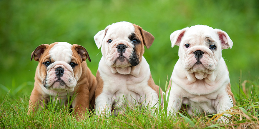 Three english bulldog puppies sitting on the grass
