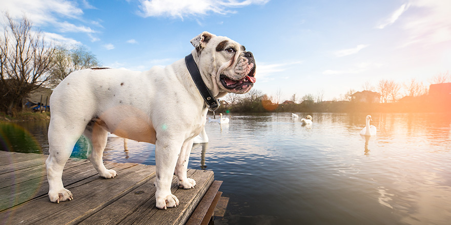 White English Bulldog standing on the dock