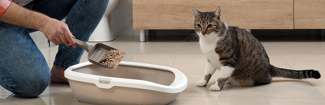 Why Doesn't My Cat Cover Her Poop? And How to Fix It