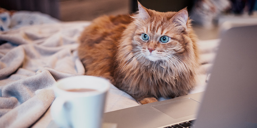 beautiful red fluffy cat lying on the bed with a laptop smartphone and a cup of coffee