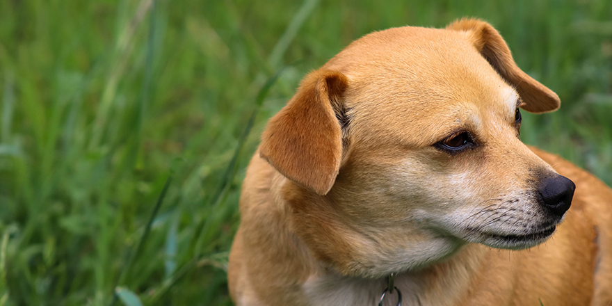 chihuahua portrait looking away from camera