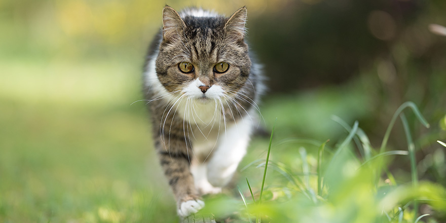 front view of a tabby white british shorthair cat balancing on tree bole