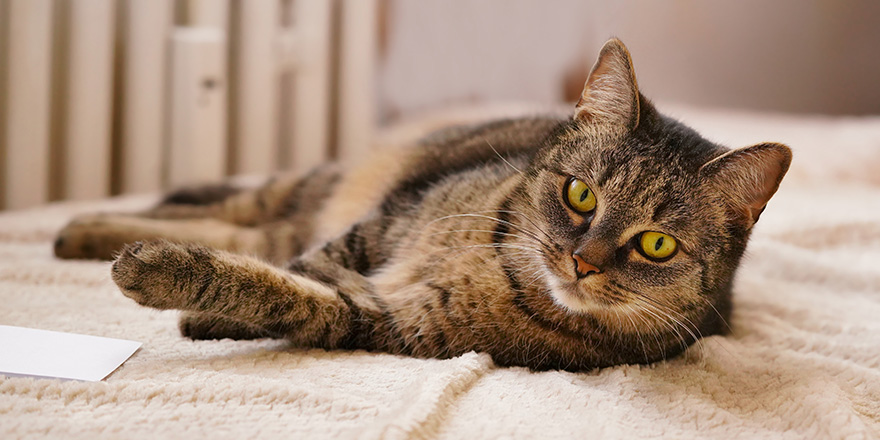 portrait iof a beautiful tabby cat. 