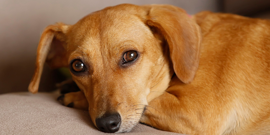 small animal dachshund puppy lying and quiet in yellow color and mixed breed