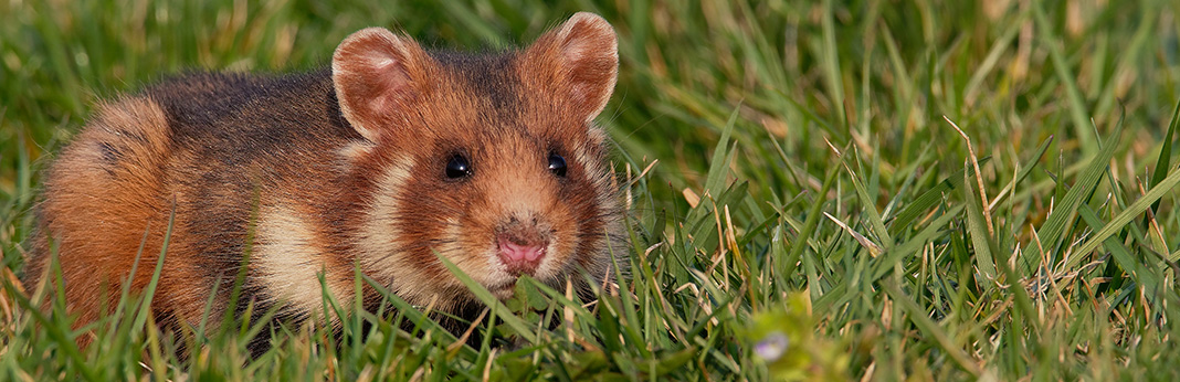 10 Things You Can Do to Find a Lost Hamster