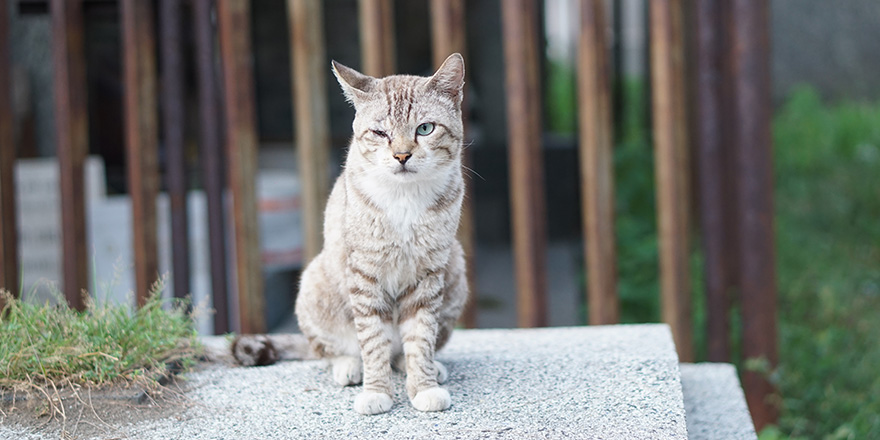 A cat sitting up straight and blinking one eye.