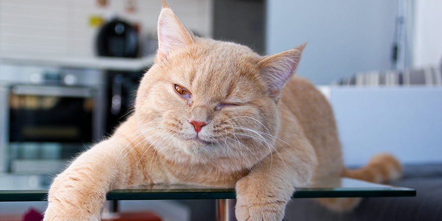 A lazy red haired tabby tomcat is lying on the table and is quite relaxed.