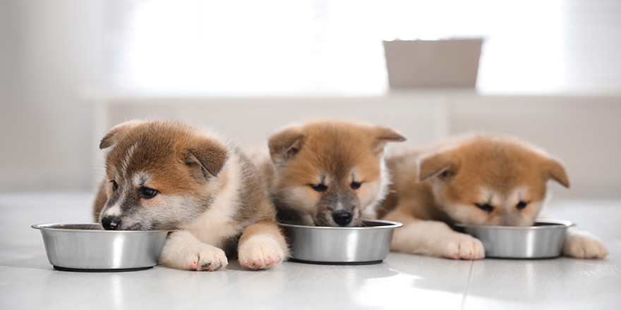 Adorable Akita Inu puppies eating from feeding bowls indoors