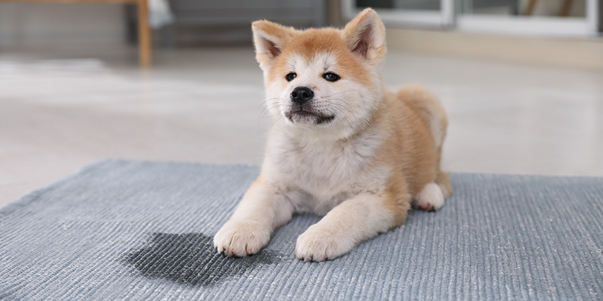 Adorable akita inu puppy near puddle on rug at home