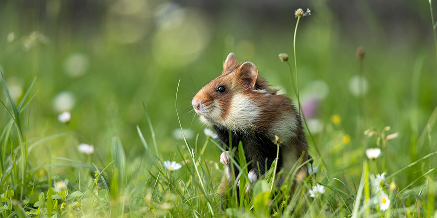 An adult field hamster in a green meadow with flowers.