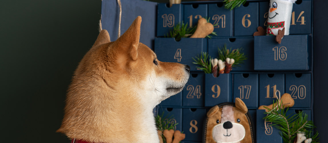 Best-Advent-Calendars-for-Dogs